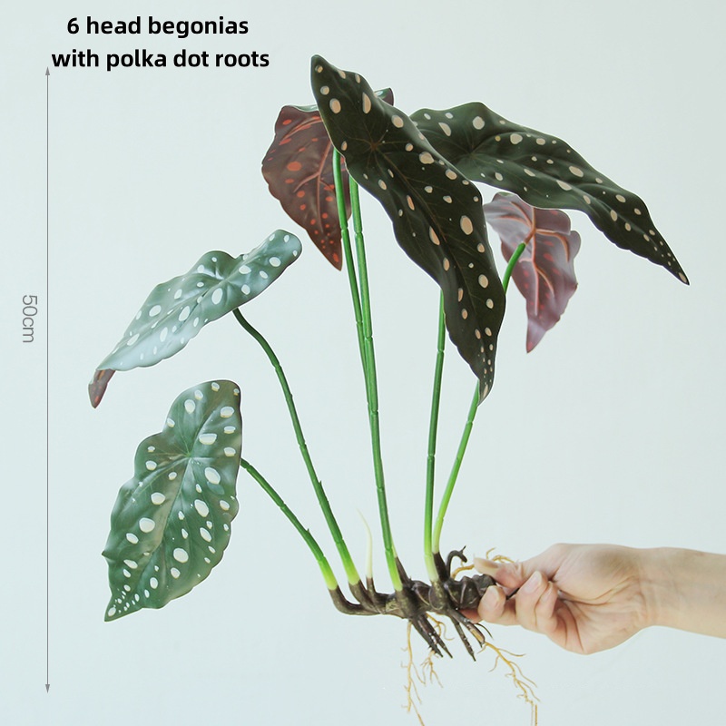 Begonia a foglia rotonda