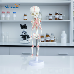 Modelo Anatómico <span class=keywords><strong>de</strong></span> Esqueleto <span class=keywords><strong>de</strong></span> Feto <span class=keywords><strong>de</strong></span> <span class=keywords><strong>30</strong></span> <span class=keywords><strong>Semanas</strong></span> <span class=keywords><strong>de</strong></span> Edad, en Plástico/PVC, para Ciencias Médicas, Escuelas y Hospitales, Modelo VIC-L014 <span class=keywords><strong>de</strong></span> Vic Science - Product Image 5