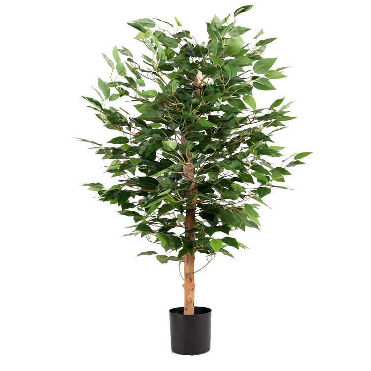 ต้นมะขามป้อมสีเขียว 1 เมตร