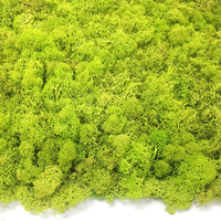 Vente en gros en vrac, paquet de 500g, 200g, 1kg, Musgo Preservado Eternal Reindeer, lichen préservé, panneau de mousse stabilisée, art mural en mousse