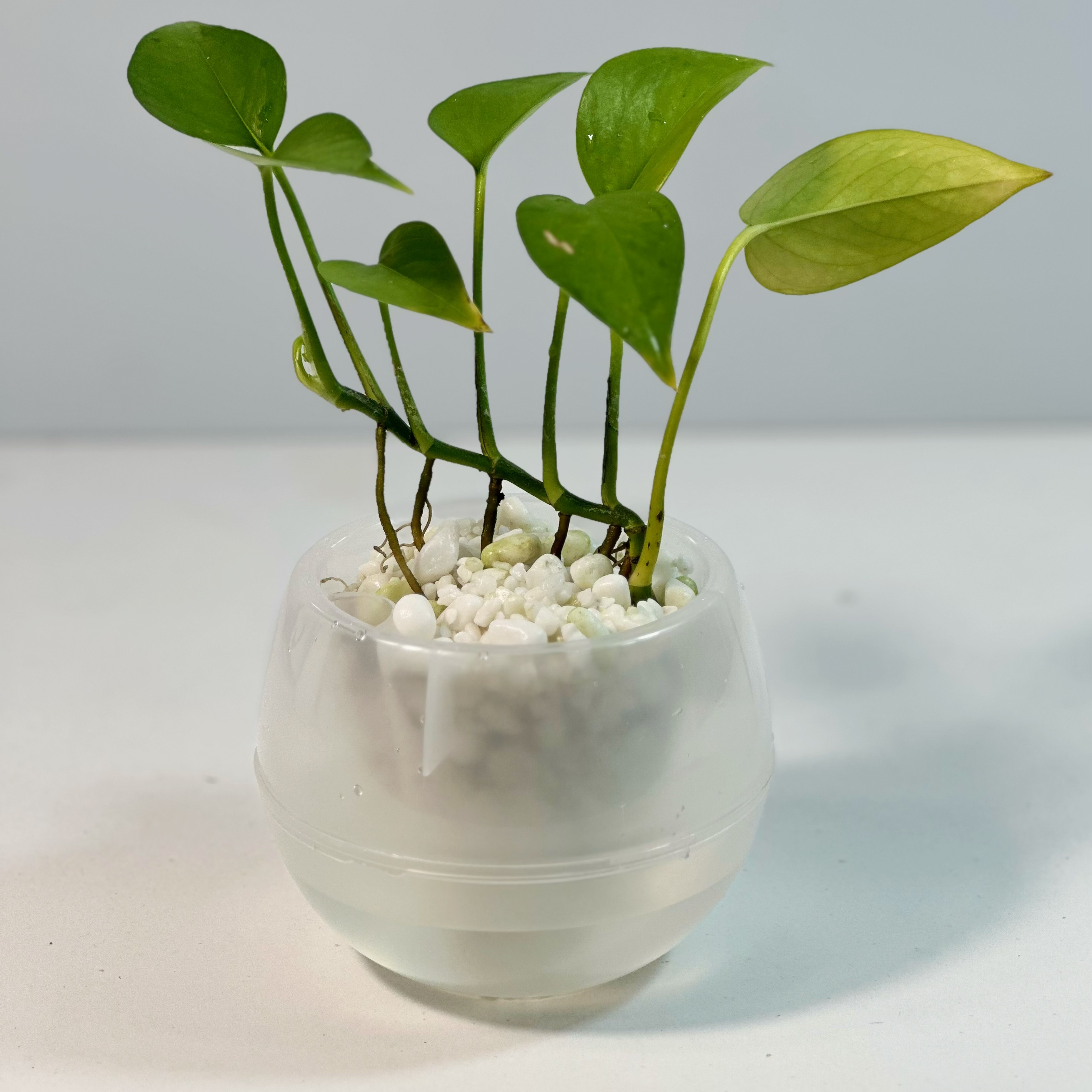 Shop Our Mini Clear Modern Flower Pots - Perfect for Indoor Plants