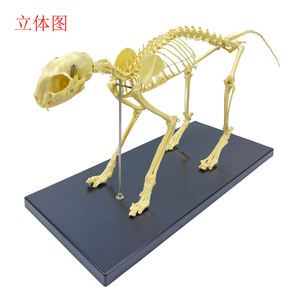 Modelo de <span class=keywords><strong>esqueleto</strong></span> <span class=keywords><strong>humano</strong></span> para hombre, juguete de alta calidad, con <span class=keywords><strong>esqueleto</strong></span> de Animal - Product Image 3