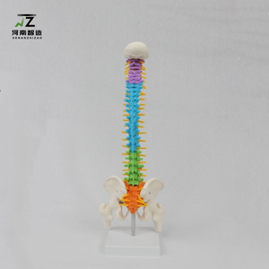 แบบจำลองกระดูกสันหลังมนุษย์ขนาดเท่าจริง คุณภาพสูง ขายดี พร้อมเข็มขัดกระดูกสันหลังสีสันสดใส สะโพก และขา (แนวตั้ง) สำหรับการเรียนการสอนทางการแพทย์ - Product Image 4