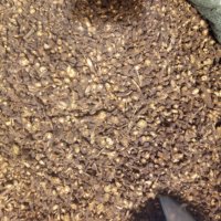 Chai Hu, racines d'herbe normale Bupleurum Chinense, RADIX BUPLEURI, à vendre