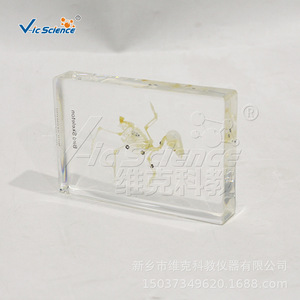 Especímenes de esqueletos de aves, modelos de enseñanza de biología para escuelas primarias y secundarias, enseñanza de anatomía. - Product Image 2