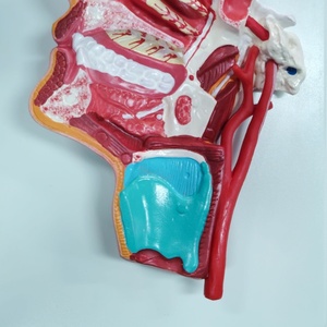 Darhmmy Mô hình giải phẫu của đầu trung gian của sản phẩm khoa học y tế PVC hầu họng - Product Image 5