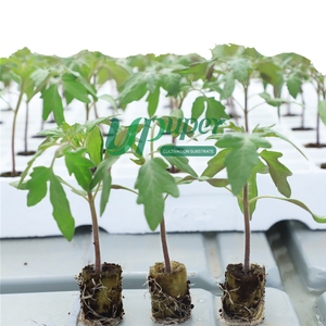 UPuper Éponge de plantation de semences en vrac d'intérieur Éponge de culture de semis hydroponique Milieu de culture pour serre - Product Image 1