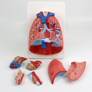 Modelo Anatómico de Garganta, Corazón y Pulmón Humano de Qinghua, Sistema Respiratorio, Corazón y Pulmón Internos, Anatómico Desmontable Biomédico - Product Image 3