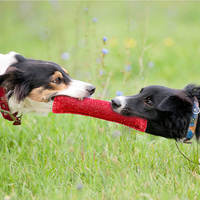 Juguete Profesional de Entrenamiento para Perros, Resistente a Mordidas, con Doble Asa y Material de Lino, para Juegos de Arrastrar y Recoger