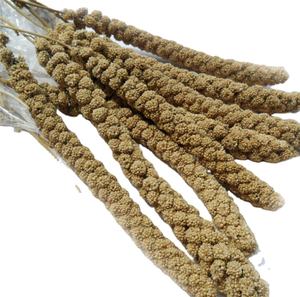 Nieuwe Oogst Gu Sui Beste Prijs Rood/Gele Gierst Sprays - Product Image 2