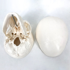 Modèle de crâne adulte, sculpture de crâne, échelle 1:1, pour l'enseignement et l'anatomie médicale. - Product Image 2