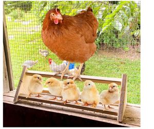 Percha para Pollos, Barra de Madera Resistente para Aves, Soporte Sólido, Accesorios y Juguetes para Gallinero y Criadero para Aves Grandes y Pollitos - Product Image 3