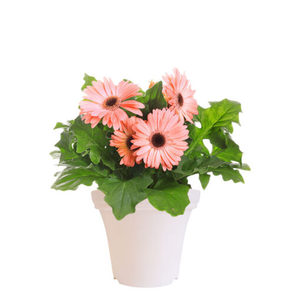 Classic Flared UV-Resistant Eco-Friendly Lightweight Flower <b>Pot</b> for Outdoor <b>Plants</b> Garden Decor <b>Long</b>-Term Use Cheap Price - Product Image 1