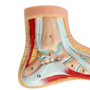 ADA A349-1 Mannequin d'apprentissage de la forme normale du pied grandeur nature de haute qualité pour étudiants en médecine et formation en sciences médicales Fabriqué à Shanghai - Product Image 2