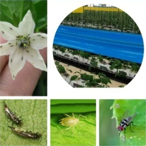 Ruban adhésif PE à haute transmission lumineuse pour piège à insectes, usage polyvalent, pour serres agricoles, contre les pucerons et les moucherons blancs - Product Image 5