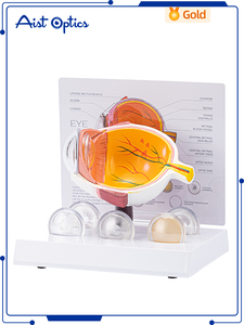 Modelo de Ojo Humano TB-03, Modelo de Enseñanza de Anatomía para Educación en Oftalmología y Optometría, Aist Optics - Product Image 1