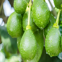 Extrait aqueux végétal de Naringine en poudre de qualité alimentaire pour additif alimentaire, certifié HAPPC/ISO 22000, en fût