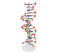 Modèle pédagogique de structure moléculaire de la double hélice d'ADN en PVC pour l'enseignement médical
