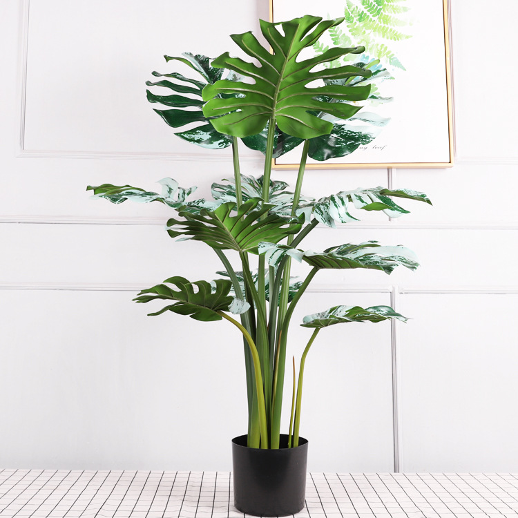 Écaille de tortue verte et blanche 120CM