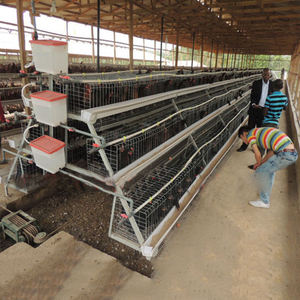 Équipement agricole galvanisé type A, nettoyage automatique des boissons, système de collecte des œufs, 3/4 couches, batterie pour volaille, cages à poulet - Product Image 4