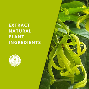 Huile Essentielle d'<span class=keywords><strong>Ylang</strong></span> <span class=keywords><strong>Ylang</strong></span> <span class=keywords><strong>Extra</strong></span> pour la Peau, les Cheveux et le Diffuseur - Extrait Floral 100% Pur et Naturel de Cananga Odorata |   OEM 10ML - Product Image 6