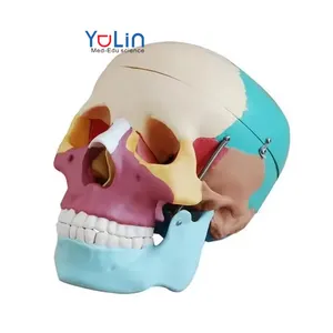 هيكل جمجمة نموذج حجم مجسم لجمجمة مع العضلات الطبيعي 14 جزء الجمجمة عضلات العمود الفقري العنقي و hyoid العظام