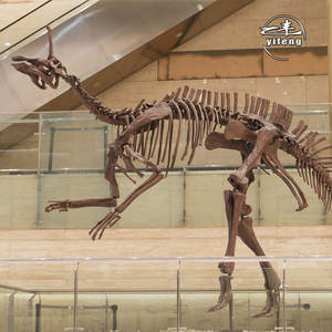 <span class=keywords><strong>Esqueleto</strong></span> <span class=keywords><strong>real</strong></span> <span class=keywords><strong>de</strong></span> <span class=keywords><strong>dinosaurio</strong></span>, - Product Image 6