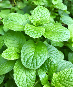 Поставка чистого натурального экстракта листьев мяты перечной в наличии экстракт Mentha Piperita экстракт герба менты по заводской цене - Product Image 4