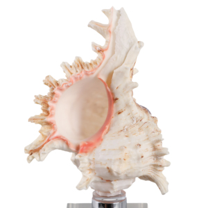 Scultura decorativa a forma di conchiglia su base di cristallo per decorazioni per la casa, figurina perfetta come complemento per bagno, ufficio o soggiorno - Product Image 5