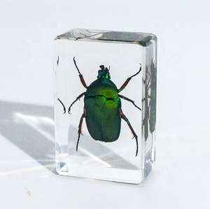 Insetti reali in resina esemplare di insetto insetti realistici animali realizzati in resina giocattoli per bambini collezione di biologia - Product Image 5