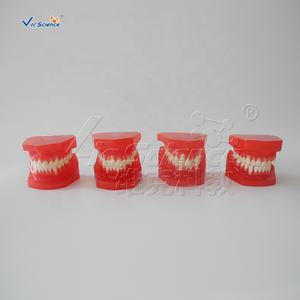 Tanden Orthodontische <span class=keywords><strong>Training</strong></span> <span class=keywords><strong>Typodont</strong></span> Model Orthodontisch Model Van Tanden Medische Wetenschap Tandheelkundige Anatomiemodel - Product Image 2