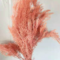 Herfstse gedroogde Melaleuca Bracteata bloemen. Prachtige grondstoffen voor bloemstukken & decoraties voor thuis en kantoor.