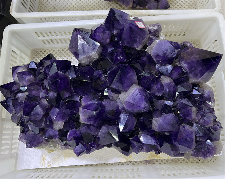 Viola