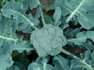 Nouvelle récolte de brocoli vert KOSHER GAP Qualité chinoise Chou-fleur / Brocoli frais Légumes frais en gros Poids naturel - Product Image 2