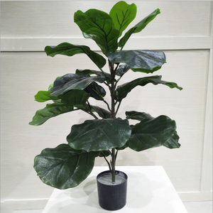 Tamaño personalizado de decoración de las plantas los árboles decoración para la casa y el jardín decoración Banyan Ficus Lyrata - Product Image 5