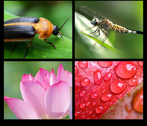 Ống kính macro HD góc rộng đa năng cho điện thoại di động, <span class=keywords><strong>zoom</strong></span> 0.45X, ống kính 37mm, sản phẩm bán buôn - Product Image 5