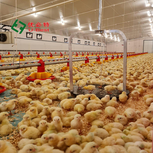 Nouveau système d'alimentation et d'abreuvement automatique U-BEST pour poulets en cage en plastique, équipement d'élevage avicole - Product Image 4