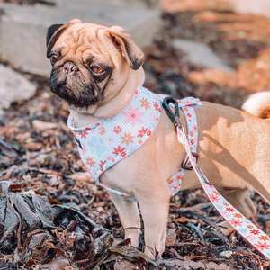 Fabricante al por mayor de lujo elegante cómodo suave poliéster moderno impreso perro arnés duradero acolchado perro Correa conjunto - Product Image 6