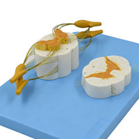 DARHMMY - Modelo Anatómico de Médula Espinal Humana con Nervios Espinales, PVC, para Enseñanza Médica y Formación de Médicos
