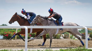 Clôture de piste de <span class=keywords><strong>course</strong></span> de <span class=keywords><strong>chevaux</strong></span> en PVC haute sécurité résistant aux UV - Product Image 6
