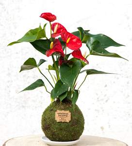 Faire votre propre Anthurium rouge Kokedama pour la maison vaso para kokedama pour la décoration intérieure <span class=keywords><strong>Koke</strong></span> Kit Anturio pour cadeau maman - Product Image 4