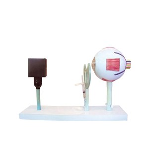 Projecteur oculaire, modèle de démonstration d'imagerie oculaire, équipement d'expérimentation biologique pour collèges, matériel de démonstration - Product Image 5