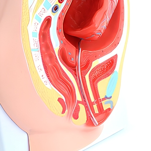 Modèle anatomique de section transversale <span class=keywords><strong>du</strong></span> bassin humain avec séparation utérine-placentaire pour l'enseignement obstétrical - Product Image 3