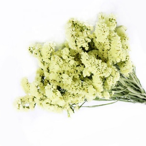 Hermosas Flores Secas de Myosotis Sylvatica, Flores Preservadas de No Me Olvides, <span class=keywords><strong>Limonium</strong></span> Preservado - Product Image 3