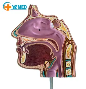 Анатомическая модель человеческой носовой полости, фармацевтическая структура, модель для обучения дыханию и горлу