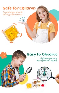 En gros Enfants Éducatifs Résine Insecte Spécimen Bug Presse-papiers Différents Animaux Insectes Préservés pour Des Études Scientifiques Jouet - Product Image 3