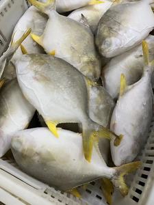 Competitivo pomfret dorato pompano dorato congelato esportatore cinese importatore <span class=keywords><strong>di</strong></span> pesce congelato <span class=keywords><strong>di</strong></span> <span class=keywords><strong>mare</strong></span> - Product Image 4