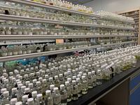 Parfum de lessive personnalisé à partir de 8000 senteurs pour les capsules de lessive liquides, capsules alcalines, conformes à la norme IFRA, service OEM