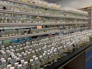 Custom Laundry Fragrance From 8000 <strong>Scent</strong> <strong>Library</strong> for Detergent Pods Liquid Capsules Alkaline Stable IFRA Compliant OEM Service - Product Image 6