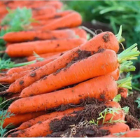 Carottes fraîches de marque JILIU riches en vitamines, récolte 2026, certifiées GAP du Shandong, vente en gros directe d'usine, tailles S/M/L, sacs de 10kg/20kg